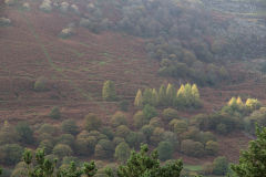 Lower Woods from the East, Ebbw Vale, November 2013